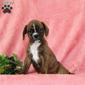 Pumpkin, Boston Terrier Mix Puppy